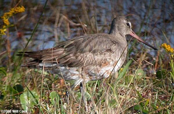 Hudsonian Godwit (Limosa haemastica)