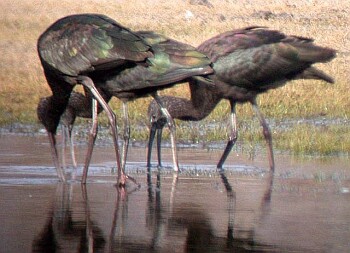 Glossy Ibis (Plegadis falcinellus)