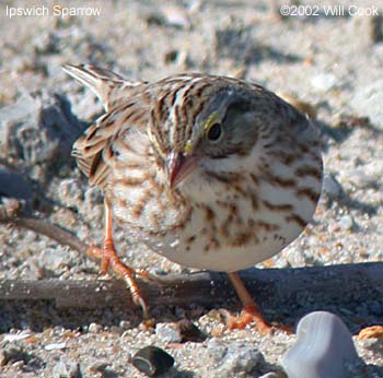 Ipswich Sparrow (Passerculus sandwichensis princeps)