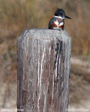 Belted Kingfisher (Ceryle alcyon)