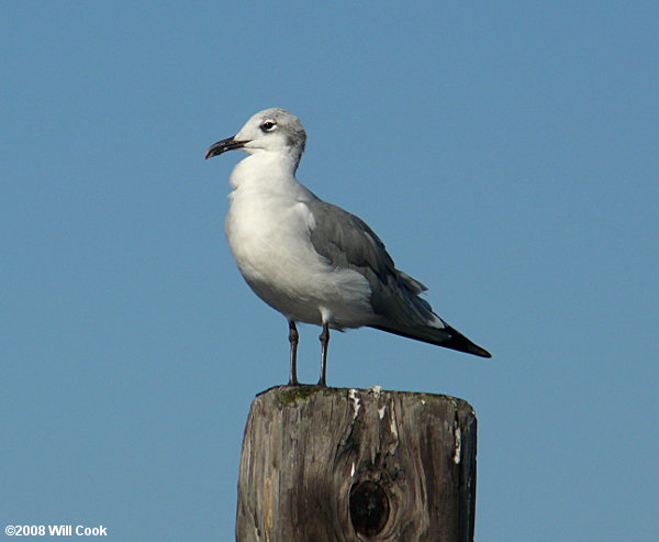 Laughing Gull (Leucophaeus atricilla)