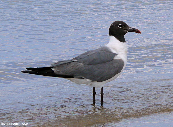 Laughing Gull (Leucophaeus atricilla)