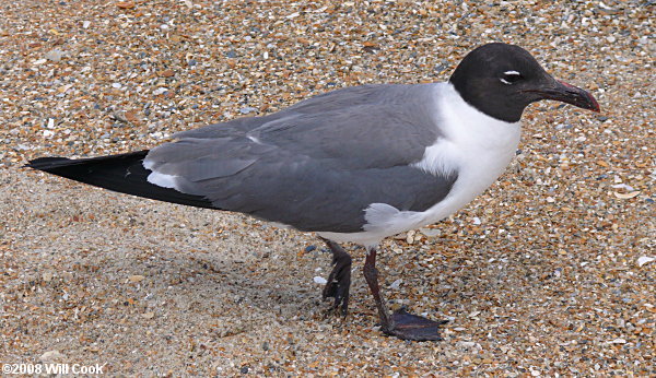 Laughing Gull (Leucophaeus atricilla)