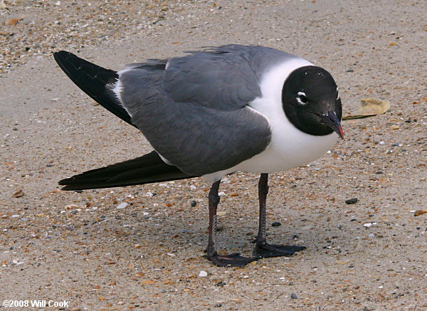 Laughing Gull (Leucophaeus atricilla)