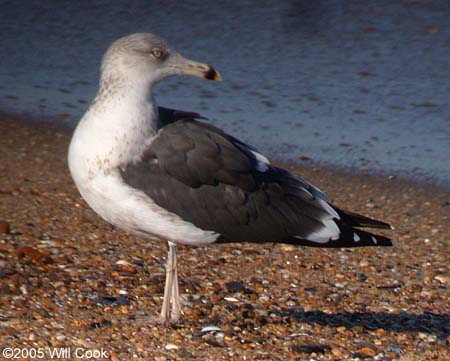 Lesser Black-backed Gull (Larus fuscus)