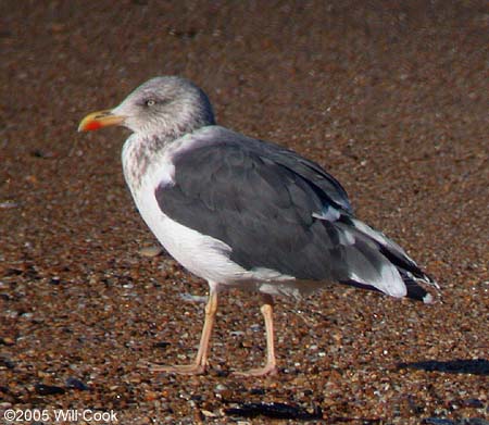 Lesser Black-backed Gull (Larus fuscus)