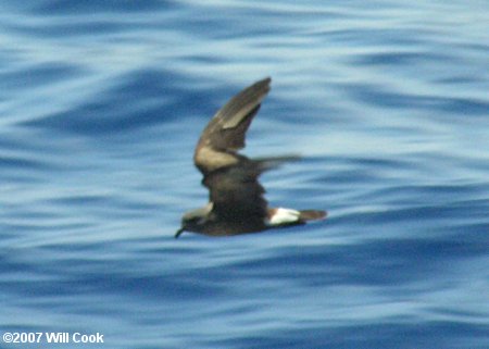 Leach's Storm-Petrel (Oceanodroma leucorhoa)