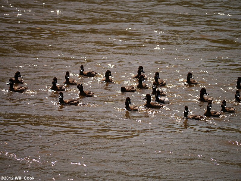 Lesser Scaup (Aythya affinis)