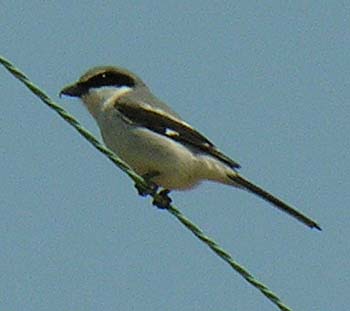 Loggerhead Shrike (Lanius ludovicianus)