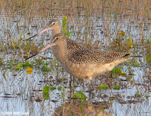 Marbled Godwit (Limosa fedoa)