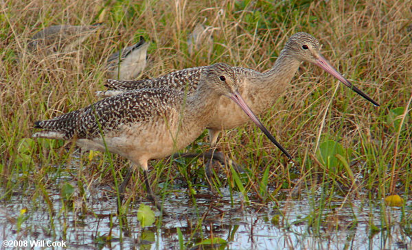 Marbled Godwit (Limosa fedoa)