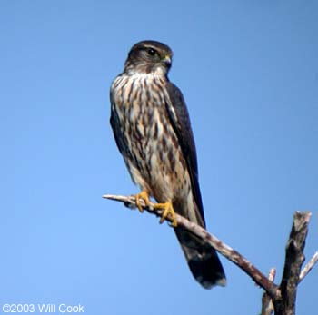 Merlin (Falco columbarius)