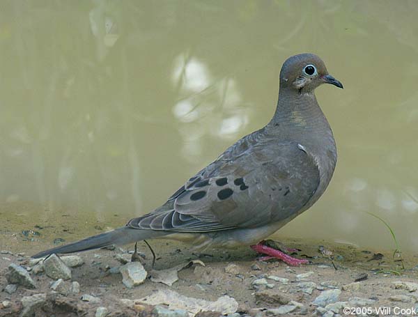 Mourning Dove (Zenaida macroura)