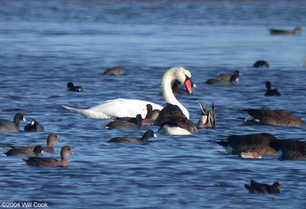 Mute Swan (Cygnus olor)