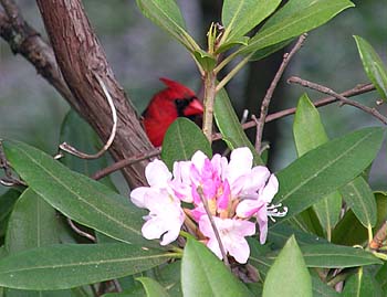 Northern Cardinal (Cardinalis cardinalis)