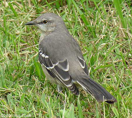 Northern Mockingbird (Mimus polyglottos)