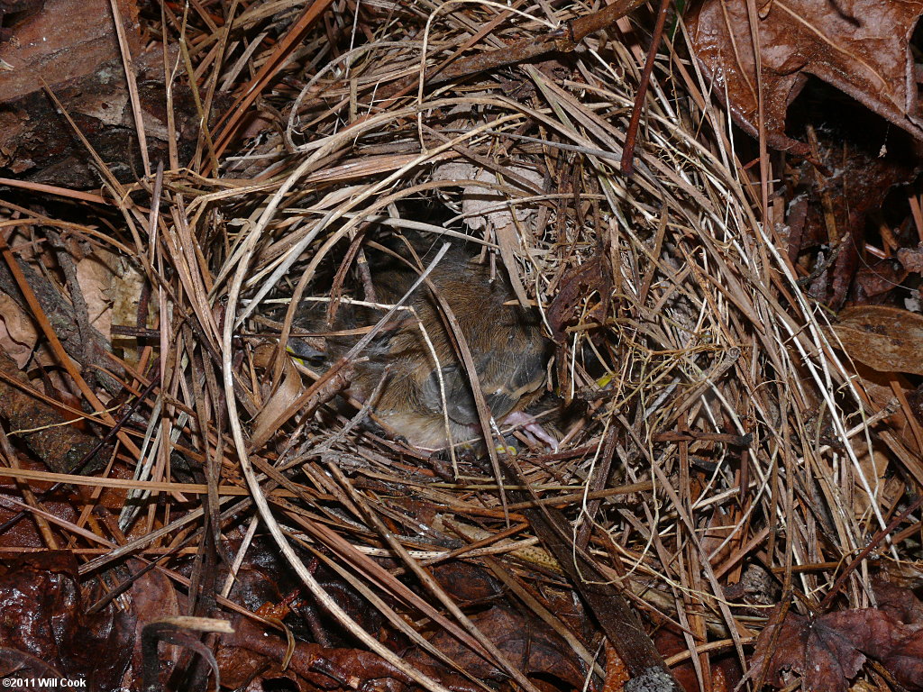 Ovenbird (Seiurus aurocapilla) nest