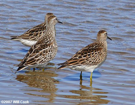 Pectoral Sandpiper (Calidris melanotos)