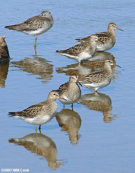 Pectoral Sandpiper (Calidris melanotos)