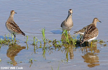 Pectoral Sandpiper (Calidris melanotos)