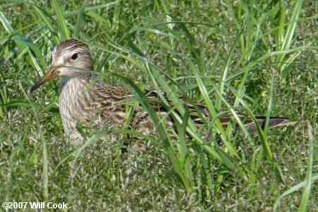 Pectoral Sandpiper (Calidris melanotos)