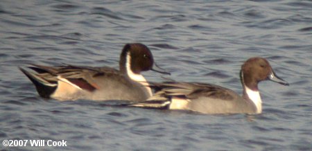 Northern Pintail (Anas acuta)