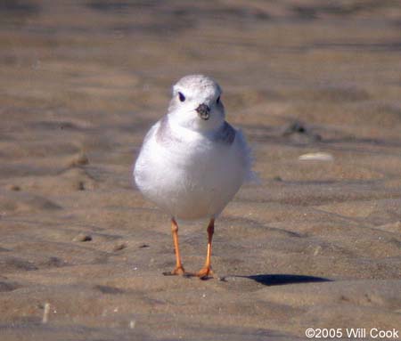 Piping Plover (Charadrius melodus)