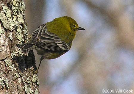 Pine Warbler (Dendroica pinus)