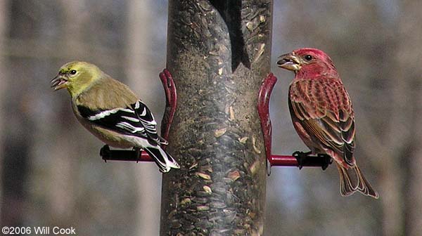 Purple Finch (Carpodacus purpureus)