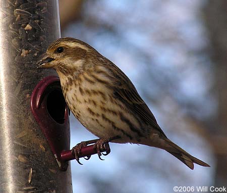 Purple Finch (Carpodacus purpureus)