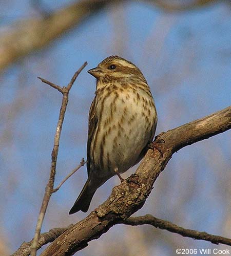 Purple Finch (Carpodacus purpureus)