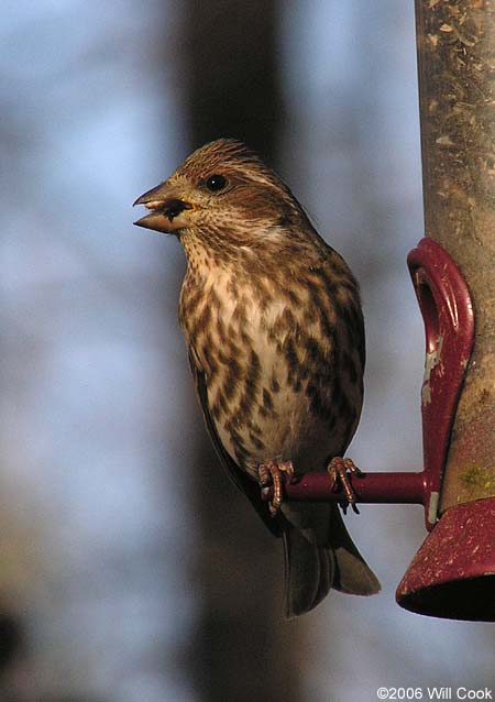 Purple Finch (Carpodacus purpureus)