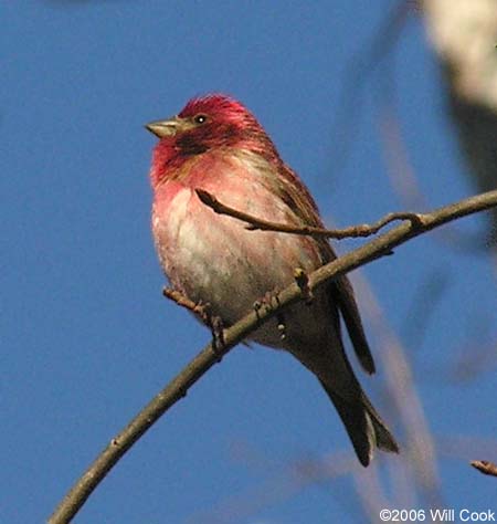 Purple Finch (Carpodacus purpureus)