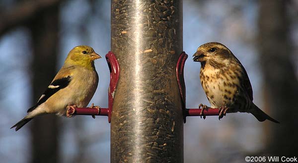 American Goldfinch (Carduelis tristis)