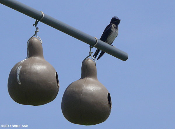 Purple Martin (Progne subis)