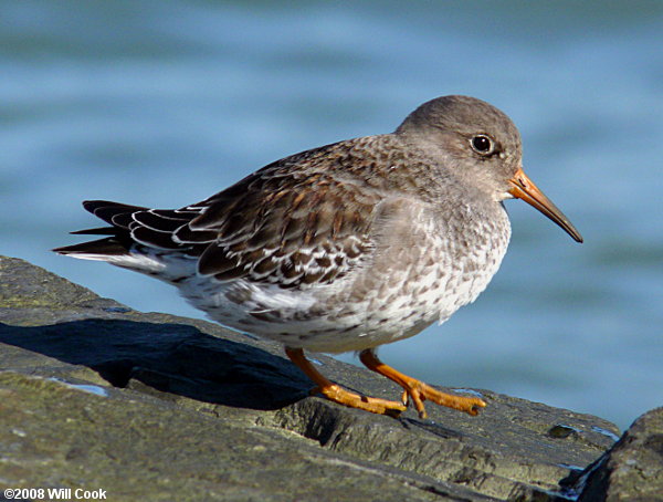 Purple Sandpiper (Calidris maritima)