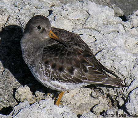 Purple Sandpiper (Calidris maritima)