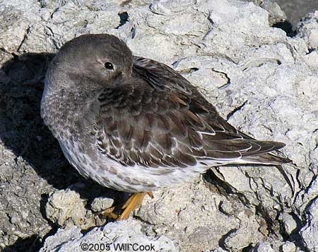 Purple Sandpiper (Calidris maritima)