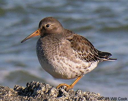 Purple Sandpiper (Calidris maritima)