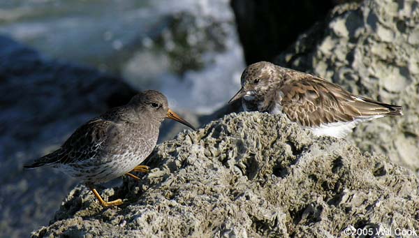 Purple Sandpiper (Calidris maritima)