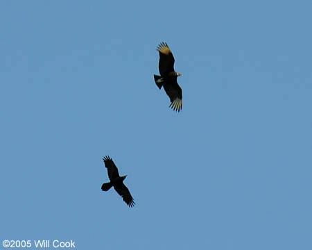 Black Vulture (Coragyps atratus)