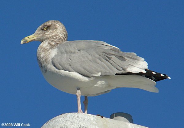 Ring-billed Gull (Larus delawarensis)