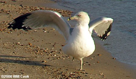 Ring-billed Gull (Larus delawarensis)