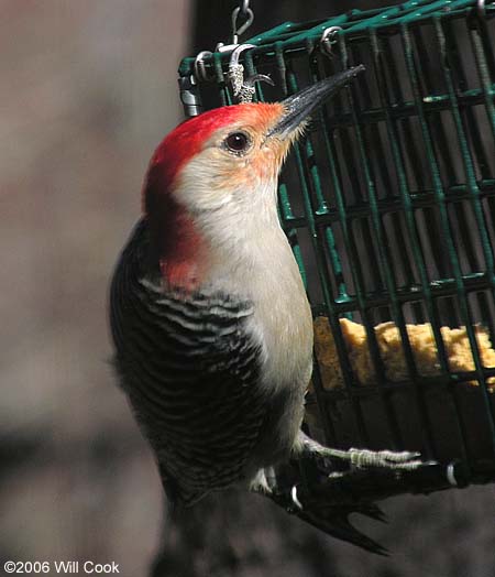 Red-bellied Woodpecker (Melanerpes carolinus)