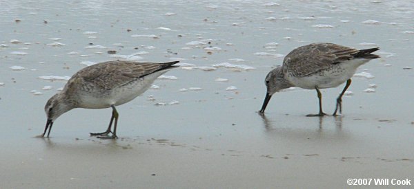 Red Knot (Calidris canutus)