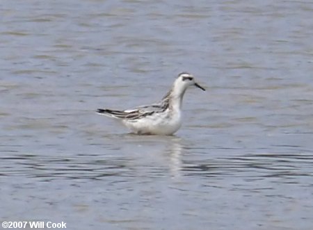 Red Phalarope (Phalaropus fulicarius)