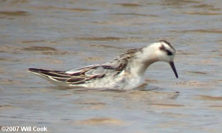 Red Phalarope (Phalaropus fulicarius)