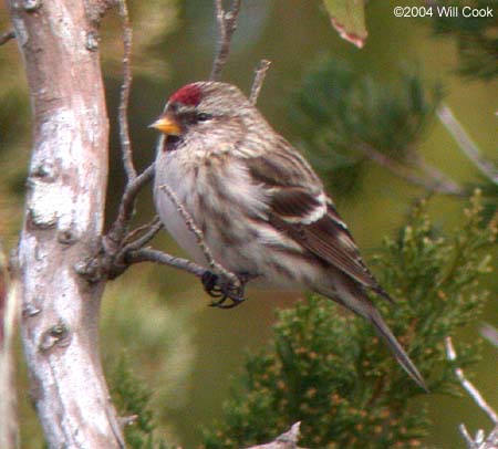 Common Redpoll (Carduelis flammea)