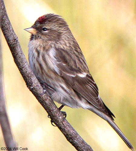 Common Redpoll (Carduelis flammea)