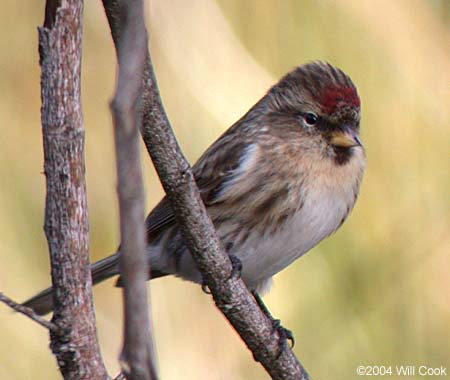 Common Redpoll (Carduelis flammea)